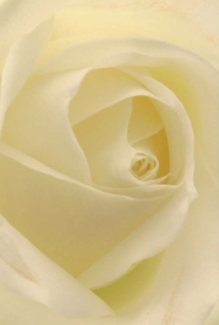 Seen through the discerning eyes of a Belsize Park florist, this close-up view of a classic white rose unveils a master class in softness and layered sophistication. Each outer petal glows with an opaline translucence, merging white and cream in gradients that echo the filtered sunlight streaming down from the grand period windows so iconic to the area. Within, the spiral core is perfectly formed, suggesting purity and inner strength-the kind of silent resilience that resonates at an intimate wedding on Eton Avenue or a heartfelt gathering at Belsize Terrace. The interplay of light and shadow creates a sense of grace and serenity, as if the flower is gently illuminated from within, radiating subtle energy and peace outward. For Flower Delivery Belsize Park, this rose embodies the intent behind every meaningful arrangement: whether to apologize with humility, honor a memory, or simply say 'I care' with quiet elegance. Its almost unspoken fragrance and meticulously arranged petals capture both the artistry of the florist and the refined sensibilities of Belsize Park, making it an impeccable choice for life's most sincere moments.